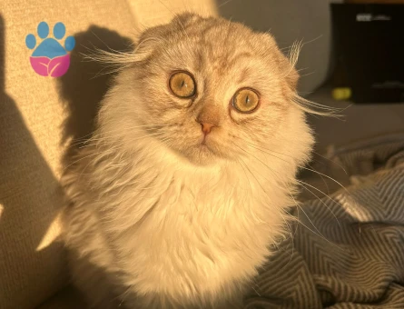 Yakışıklı Kardeşlere Dişi Eşler Arıyoruz!