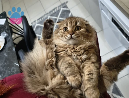 Yakışıklı Kardeşlere Dişi Eşler Arıyoruz!