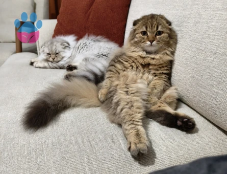 Yakışıklı Kardeşlere Dişi Eşler Arıyoruz!