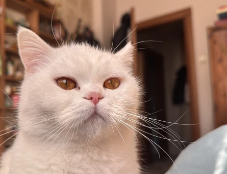 British Longhair Dişi Kedime Eş Arıyorum - 118974469