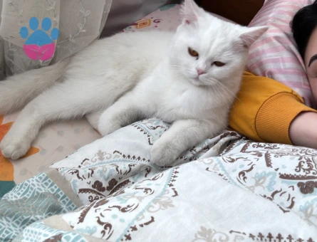 British Longhair Dişi Kedime Eş Arıyorum