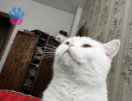 British Longhair Dişi Kedime Eş Arıyorum