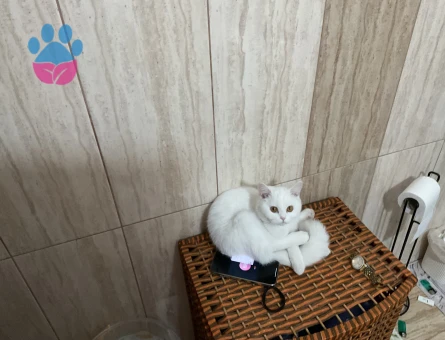 British Longhair Dişi Kedime Eş Arıyorum