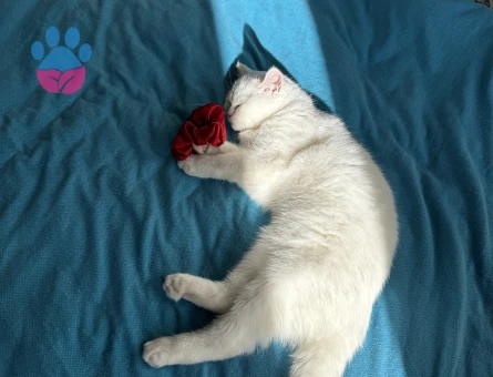 British Longhair Dişi Kedime Eş Arıyorum