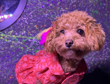 Toy Poodle Kızımız İçin Erkek Eş Arıyoruz - 118974470