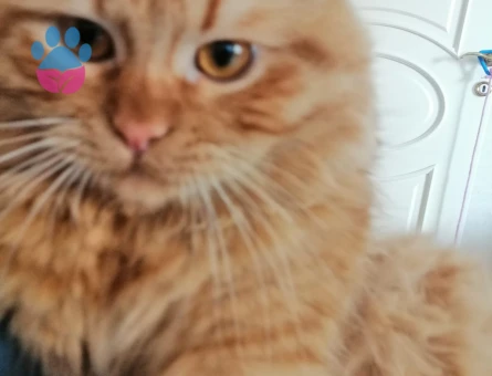 Sarman Kedime Eş Arıyorum 8 Aylık