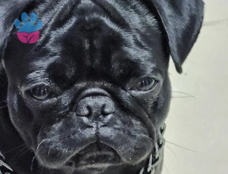 2,5 yaşındaki dostumuza eş arıyoruz