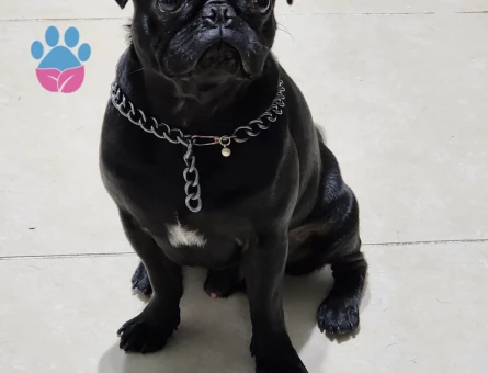 2,5 yaşındaki dostumuza eş arıyoruz