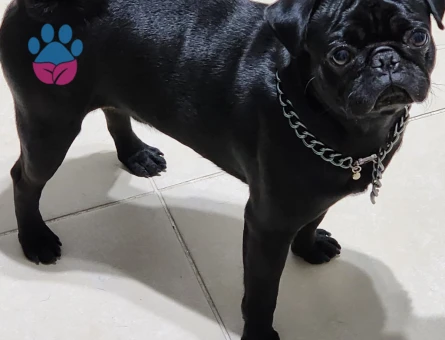 2,5 yaşındaki dostumuza eş arıyoruz