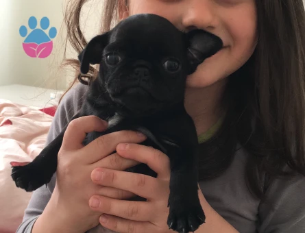 2,5 yaşındaki dostumuza eş arıyoruz