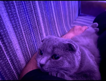 Scottish fold kedime eş arıyorum - 118974473