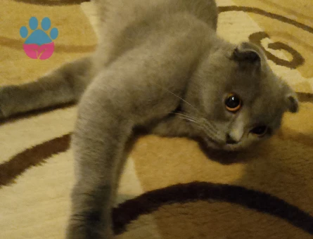 Scottish fold kedime eş arıyorum