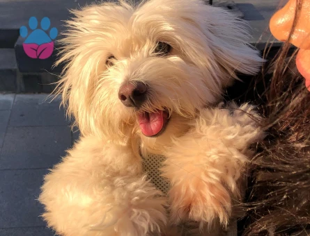 Maltese Terrier Oğlum Eş Arıyor