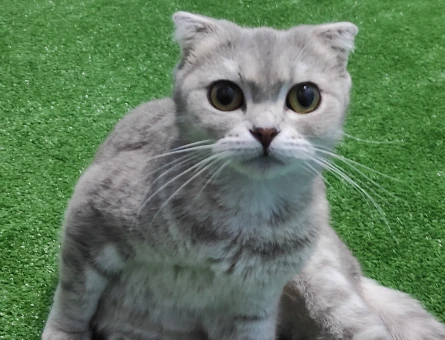 Scottish Fold Kedime Eş Arıyorum - 118974479