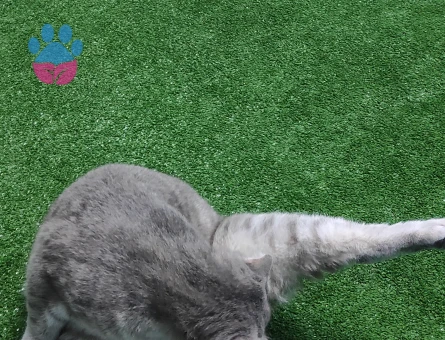 Scottish Fold Kedime Eş Arıyorum