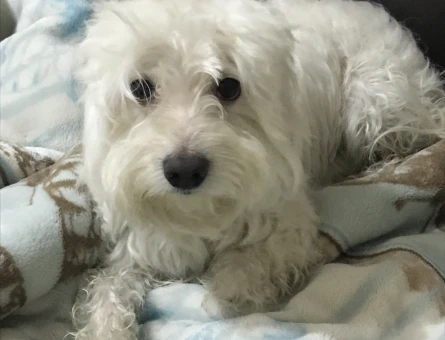 Maltese terrier 4 Yaşında Eş Arıyor - 118974480