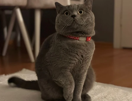 British Shorthair Gri 1,5 Yaşında Erkek - 118974482