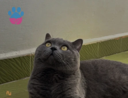 British Shorthair Gri 1,5 Yaşında Erkek