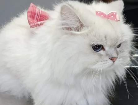 British Longhair 1,5 Yaşında Eş Arıyor - 118974485