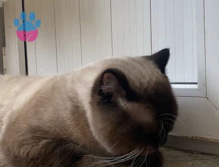 British Bluepoint shorthair Oğlumuza Gelin arıyoruz