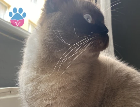 British Bluepoint shorthair Oğlumuza Gelin arıyoruz