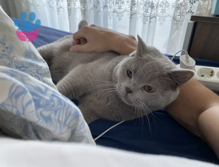 British Shorthair 2 Yaşında Eş Arıyor