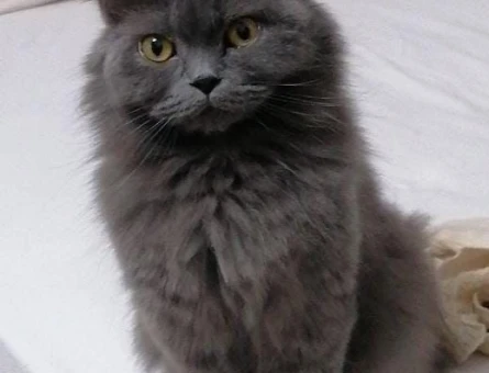 British Longhair Kızımıza Damat Arıyoruz - 118974489
