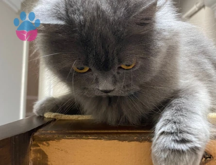 British Longhair Kızımıza Damat Arıyoruz