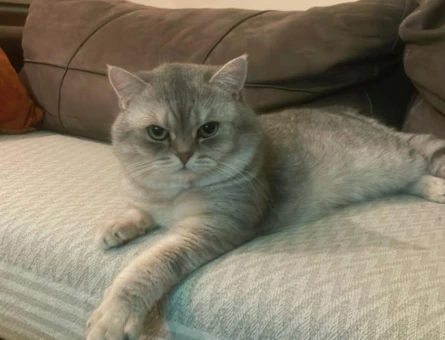 British Shorthair Kedime eş arıyorum - 118974490