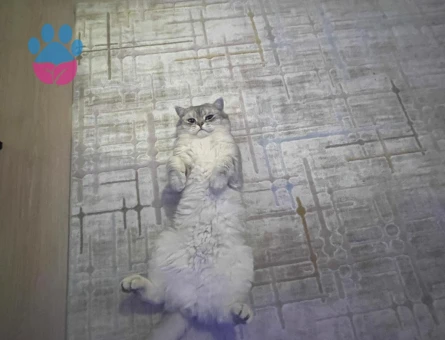 British Shorthair Kedime eş arıyorum