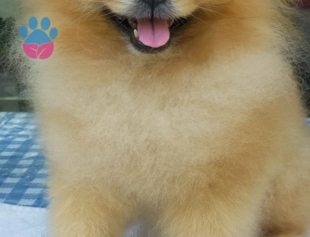 Pomeranian Boo 6 Yaşında Eş Arıyor