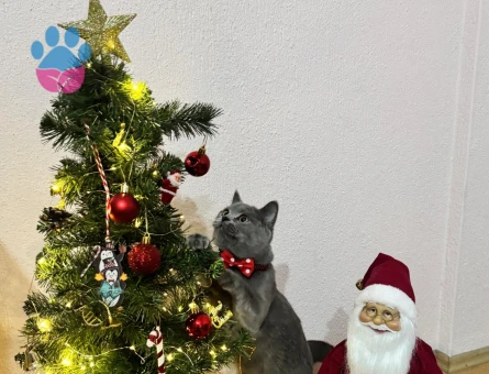 Prensesim prensini arıyor