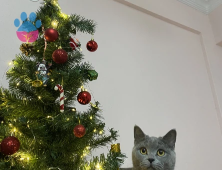 Prensesim prensini arıyor