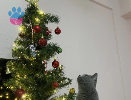 Prensesim prensini arıyor