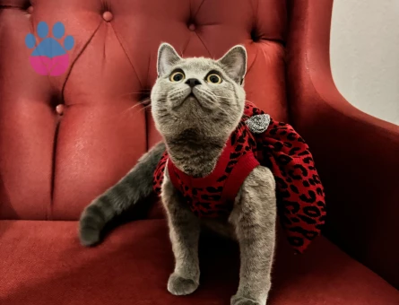 Prensesim prensini arıyor