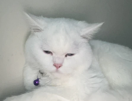 British Shorthair 1 Yaşında Eş Arıyor - 118974494