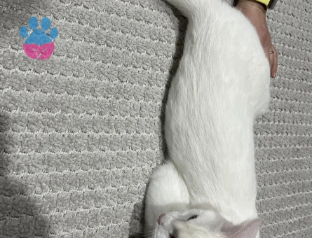 Van Kedisi Kızıma Eş Arıyorum