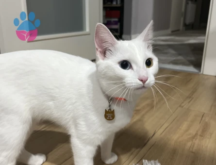 Van Kedisi Kızıma Eş Arıyorum