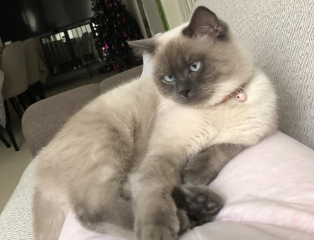 British Shorthair 11 Aylık Erkek Kızgınlıkta - 118974497