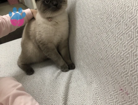 British Shorthair 11 Aylık Erkek Kızgınlıkta