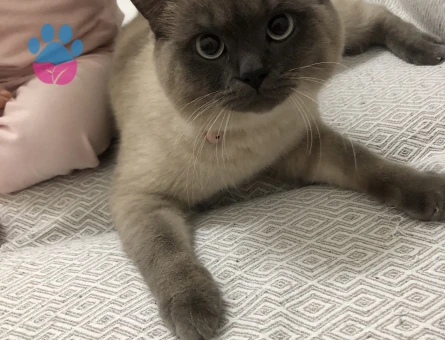 British Shorthair 11 Aylık Erkek Kızgınlıkta