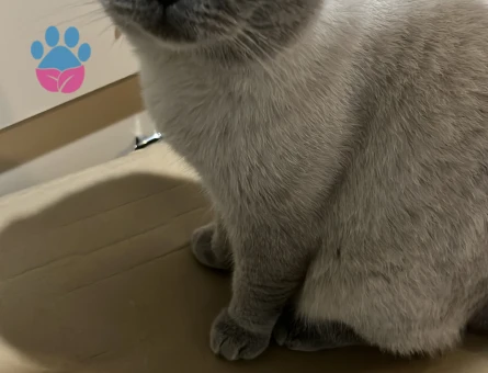 British Shorthair 4 Yaşında Kedime Acil Eş Arıyor