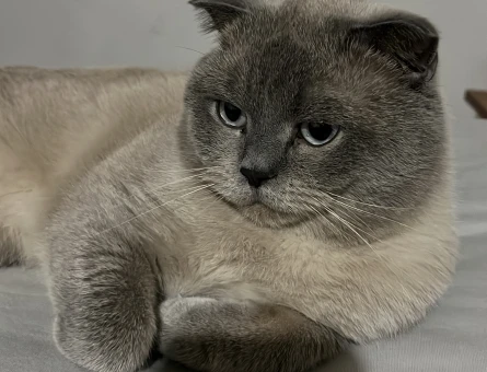 British Shorthair 4 Yaşında Kedime Acil Eş Arıyor - 118974498