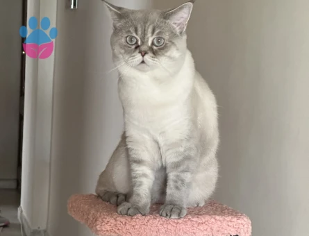 British shorthair blue point oğluma eş arıyorum