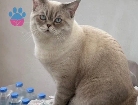 British shorthair blue point oğluma eş arıyorum