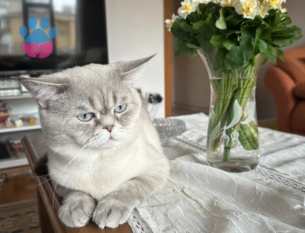 British shorthair blue point oğluma eş arıyorum