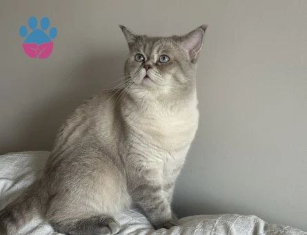 British shorthair blue point oğluma eş arıyorum