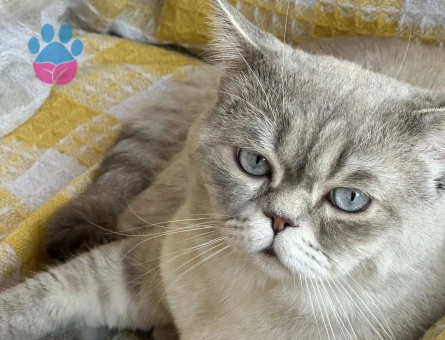 British shorthair blue point oğluma eş arıyorum