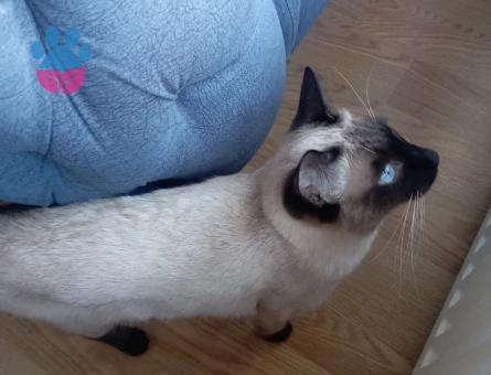 Siyam Dişi eş arıyorum