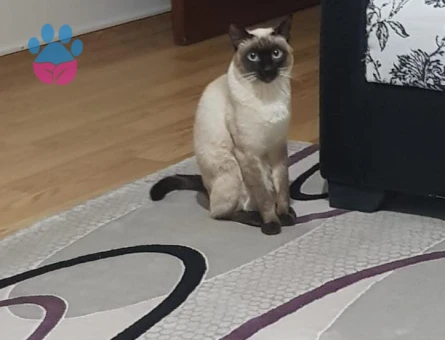 Siyam Dişi eş arıyorum